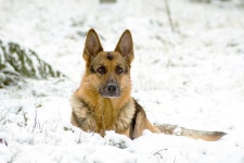 22,552 Sheep Dog Stock Photos - Free & Royalty-Free Stock Photos from Dreamstime