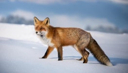 Red Fox in Wintertime. Red Fox in Nature in Wintertime with Snow and a White Landscape Stock Illustration - Illustration of... 