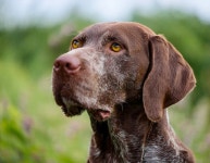 Close-up of a Brown Dog with a Gray Muzzle, Likely an Older Labrador or Similar Breed Stock Illustration - Illustration of grassy... 