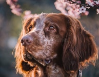German Spaniel stock illustration. Illustration of seemingly - 369299293