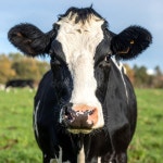 Close Up Portrait of a Black and White Cow Facing the Camera Stock Illustration - Illustration of generated, farm: 378879279