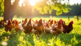 Brood of chickens outdoors stock illustration. Illustration of wildlife - 381190133