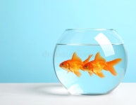 Gold Fish Swimming in Aquarium with Clean Water on Light Blue Background Stock Illustration - Illustration of glass, tableware... 