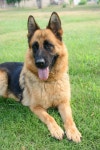 German Shepherd Dog is Watching You Stock Image - Image of shepherd, german: 99270079 German Shepherd Dog Is Watching You Stock... 