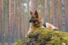 Germany Sheep-dog stock image. Image of moss, nature, loyal - 4346957