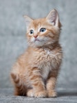 93,384 Ginger Cat Stock Photos - Free & Royalty-Free Stock Photos from Dreamstime - Page 5