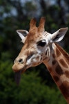 305,723 Tongue Stock Photos - Free & Royalty-Free Stock Photos from Dreamstime - Page 8