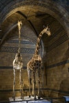 Giraffe Editorial Images: Over 4,649 Stock Photos - Dreamstime Giraffe Editorial Images: Over 4,649  Stock Photos - Dreamstime