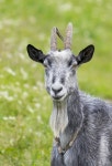 Goat stock photo. Image of goat, summer, outdoors, village - 8512892 Goat Stock Photo. Image Of Goat, Summer, Outdoors, Village... 