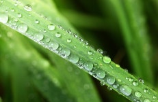 Grass with dew stock image. Image of healthcare, ladybug - 26705853