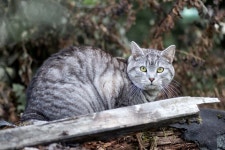23,456 Gray Cat Garden Stock Photos - Free & Royalty-Free Stock Photos from Dreamstime