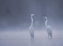 573,396 Morning Lake Stock Photos - Free & Royalty-Free Stock Photos from Dreamstime