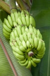 47,629 Green Bananas Stock Photos - Free & Royalty-Free Stock Photos from Dreamstime