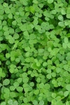 86,216 Green Clover Stock Photos - Free & Royalty-Free Stock Photos from Dreamstime