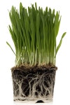 Green Corn Plant Growing High Up To the Sky Stock Photo - Image of maize, angle: 155244548 Green Corn Plant Growing High Up To... 