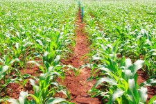 Corn Field, Corn on the Cob Stock Image - Image of healthy, food: 29089161 Corn Field, Corn On The Cob Stock Image - Image of... 