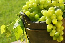 224,202 Green Grapes Stock Photos - Free & Royalty-Free Stock Photos from Dreamstime