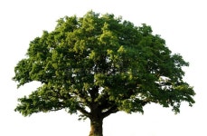 926,482 Tree Isolated Stock Photos - Free & Royalty-Free Stock Photos from Dreamstime