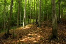 Trees in forest scene stock photo. Image of greenery, outdoor - 5574582