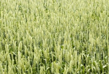 Wheat stock image. Image of bread, grow, gardening, food - 2597845