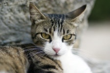 210,748 Grey Cat Stock Photos - Free & Royalty-Free Stock Photos from Dreamstime