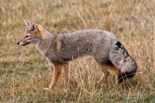 5,796 Grey Fox Stock Photos - Free & Royalty-Free Stock Photos from Dreamstime