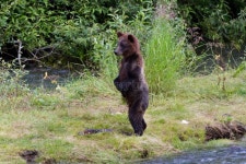 Grizzly bear cub stock image. Image of stream, wildlife - 27081787