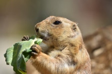 9,979 Groundhog Stock Photos - Free & Royalty-Free Stock Photos from Dreamstime