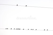 11,834 Birds Wire Stock Photos - Free & Royalty-Free Stock Photos from Dreamstime
