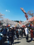 Hanami Japan Cherry Blossom Editorial Stock Image - Image of vehicle, temple: 206722094