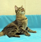 Handsome young tabby cat stock photo. Image of detail - 76702730