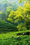 Editorial Tea Garden Stock Photos - Dreamstime
