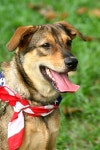 2,972 Patriotic Dog Stock Photos - Free & Royalty-Free Stock Photos from Dreamstime