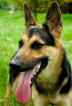 German Shepard stock photo. Image of animal, happy, friend - 37150444