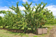 Fruit Images - Download 3,632,447 Royalty Free Photos - Page 75