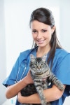 58,515 Healthy Cat Stock Photos - Free & Royalty-Free Stock Photos from Dreamstime