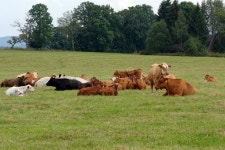 Cows Head Images - Download 10,431 Royalty Free Photos - Page 20