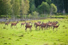 Herd of deer in field stock image. Image of males, sanctuary - 29045367