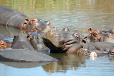 1,202 Krugerpark Stock Photos - Free & Royalty-Free Stock Photos from Dreamstime