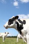 48,060 Cow Portrait Stock Photos - Free & Royalty-Free Stock Photos from Dreamstime