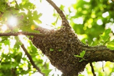 1,319 Drone Honeybee Stock Photos - Free & Royalty-Free Stock Photos from Dreamstime