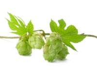 Hop stock photo. Image of ferment, pint, alcohol, distilled - 3592920