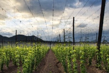 3,472 Hops Field Stock Photos - Free & Royalty-Free Stock Photos from Dreamstime
