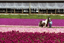 Editorial Tulips Wood Stock Photos - Dreamstime