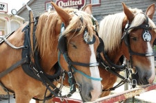 Horses stock image. Image of brown, blonde, horses, pair - 950039