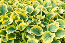 Hosta Leaves stock photo. Image of nature, grow, gardener - 1830100