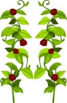 Raspberry Seamless Pattern Watercolor Illustration Isolated on White. Stock Illustration - Illustration of fresh, black: 130108463