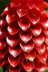 190 Ginger Blooms Stock Photos - Free & Royalty-Free Stock Photos from Dreamstime