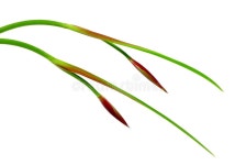 3,064 Iris Buds Stock Photos - Free & Royalty-Free Stock Photos from Dreamstime