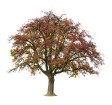 965,495 Isolated Tree Stock Photos - Free & Royalty-Free Stock Photos from Dreamstime